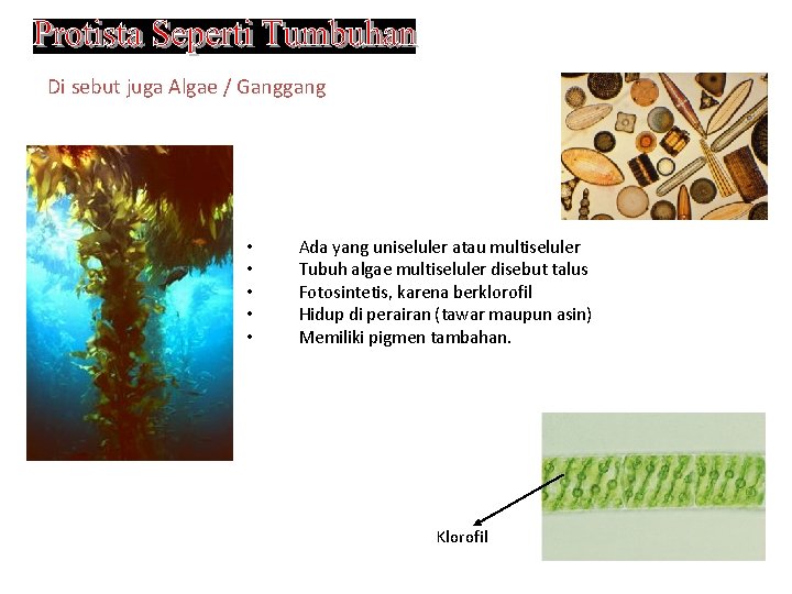 Di sebut juga Algae / Ganggang • • • Ada yang uniseluler atau multiseluler