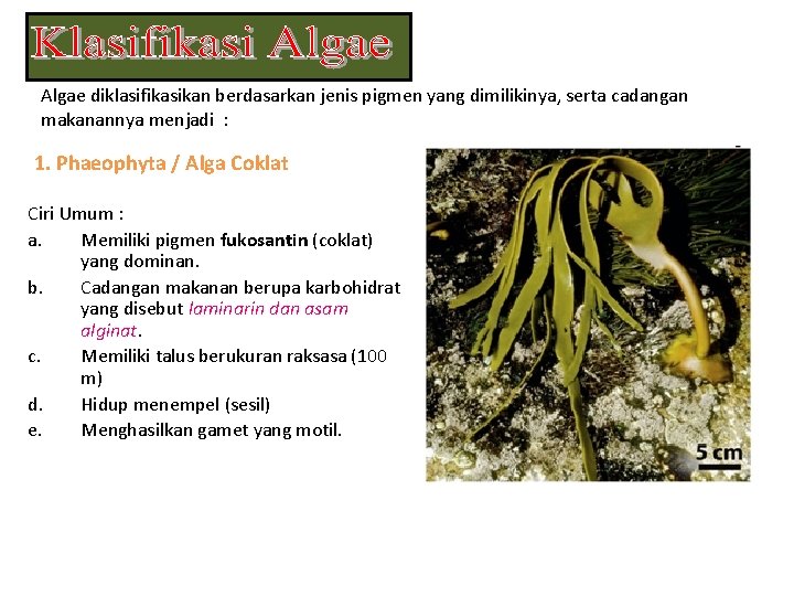 Algae diklasifikasikan berdasarkan jenis pigmen yang dimilikinya, serta cadangan makanannya menjadi : 1. Phaeophyta