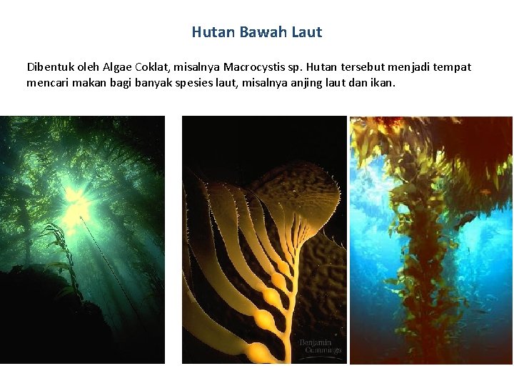 Hutan Bawah Laut Dibentuk oleh Algae Coklat, misalnya Macrocystis sp. Hutan tersebut menjadi tempat