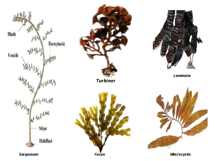 Turbinar Sargassum Fucus Laminaria Macrocystis 