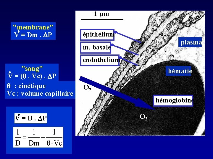 1 µm "membrane" V = Dm. DP épithélium plasma m. basale endothélium "sang" V