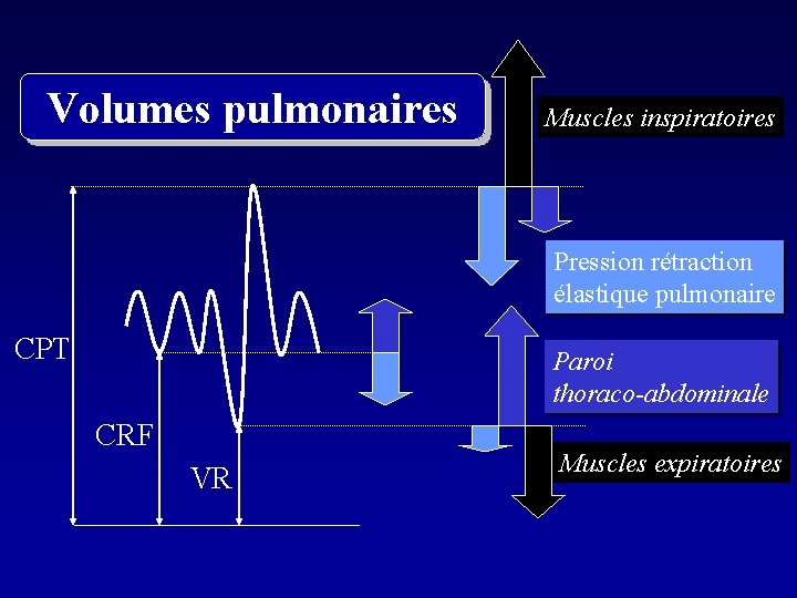 Volumes pulmonaires Muscles inspiratoires Pression rétraction élastique pulmonaire CPT Paroi thoraco-abdominale CRF VR Muscles