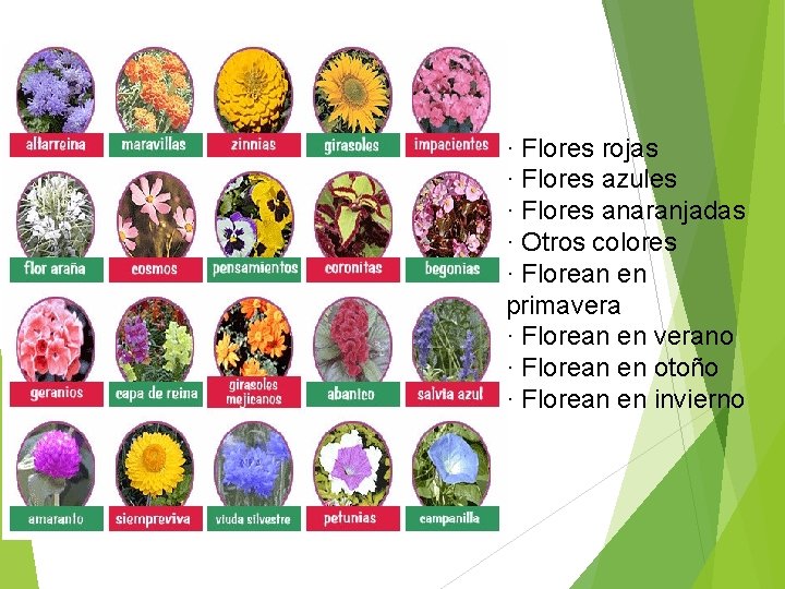 · Flores rojas · Flores azules · Flores anaranjadas · Otros colores · Florean