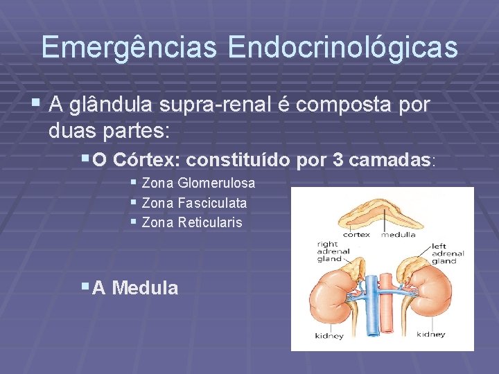 Emergências Endocrinológicas § A glândula supra-renal é composta por duas partes: § O Córtex: