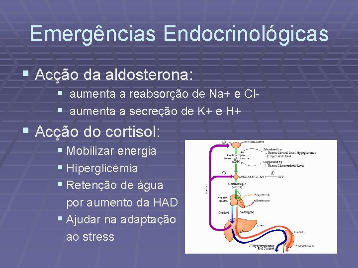 Emergências Endocrinológicas § Acção da aldosterona: § aumenta a reabsorção de Na+ e Cl§