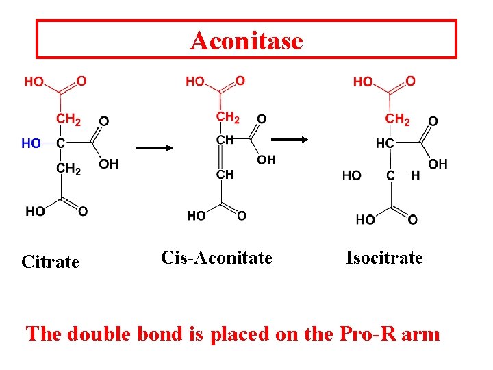 Aconitase Citrate Cis-Aconitate Isocitrate The double bond is placed on the Pro-R arm 