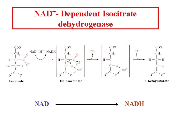 NAD+- Dependent Isocitrate dehydrogenase NAD+ NADH 