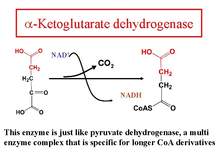 a-Ketoglutarate dehydrogenase NAD+ CO 2 NADH This enzyme is just like pyruvate dehydrogenase, a