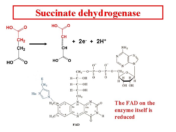 Succinate dehydrogenase + 2 e- + 2 H+ The FAD on the enzyme itself