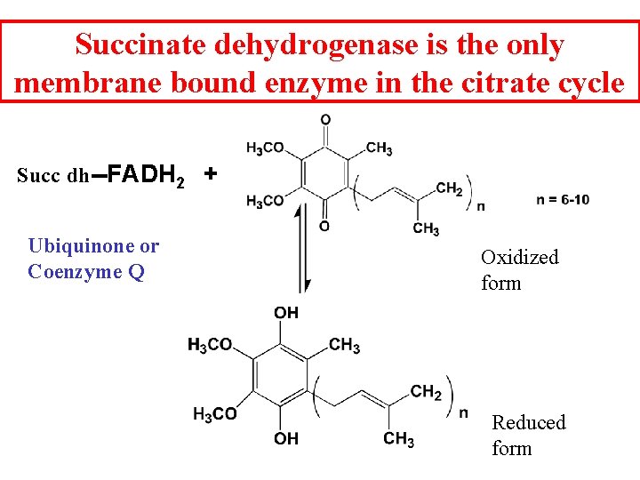 Succinate dehydrogenase is the only membrane bound enzyme in the citrate cycle Succ dh--FADH