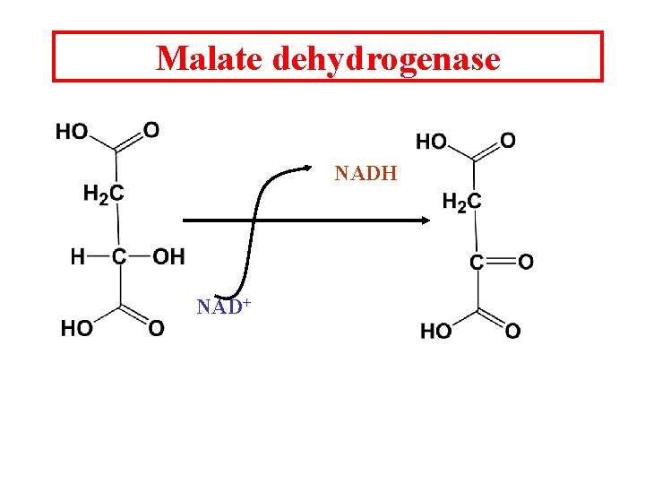 Malate dehydrogenase NADH NAD+ 