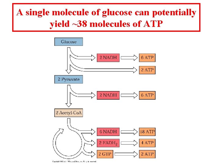 A single molecule of glucose can potentially yield ~38 molecules of ATP 