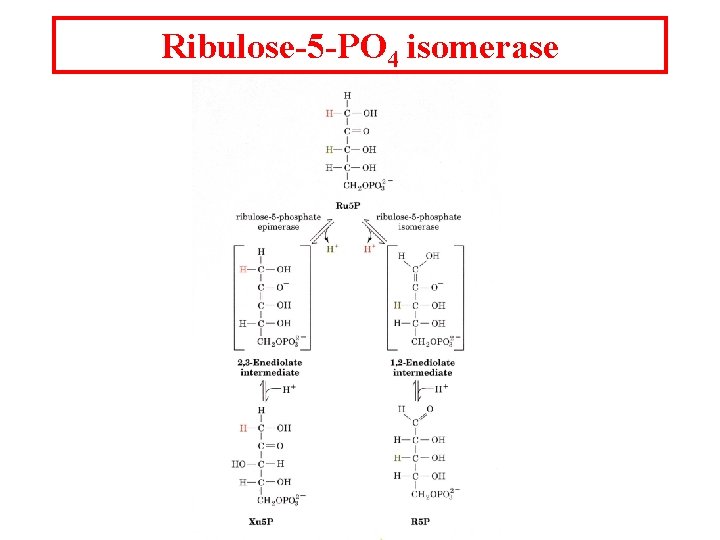Ribulose-5 -PO 4 isomerase 
