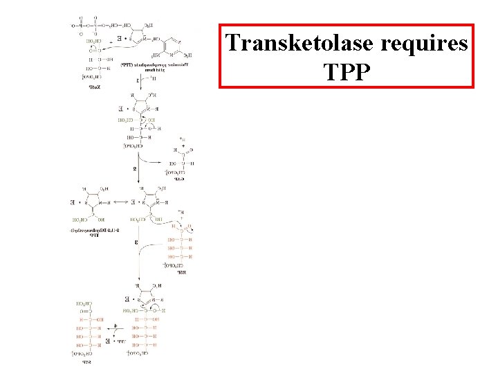 Transketolase requires TPP 