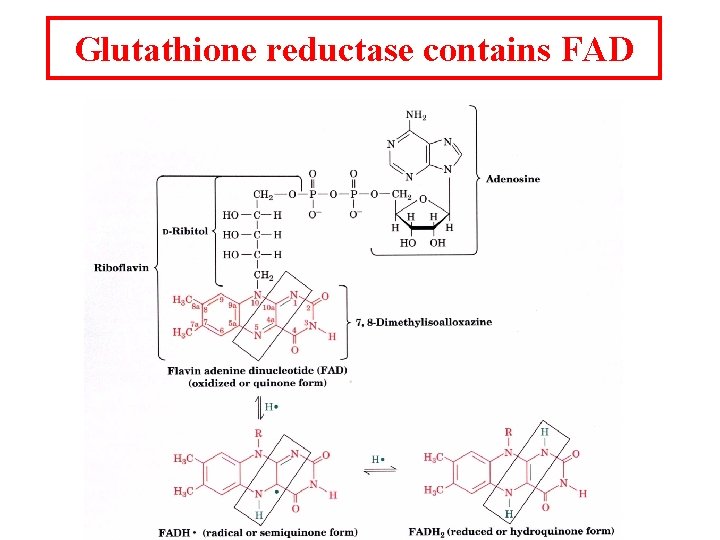 Glutathione reductase contains FAD 