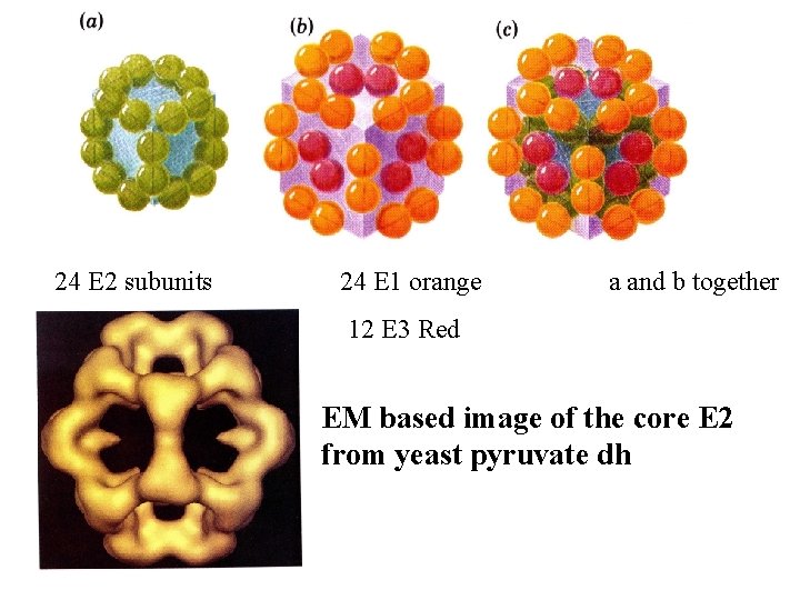 24 E 2 subunits 24 E 1 orange a and b together 12 E