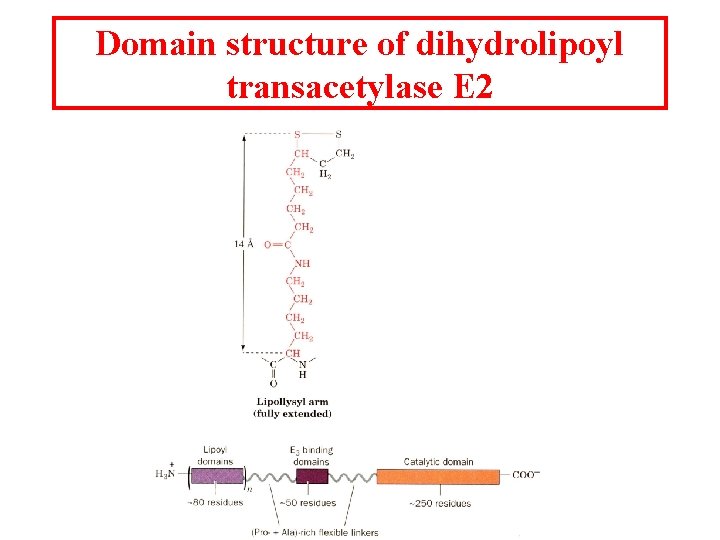 Domain structure of dihydrolipoyl transacetylase E 2 