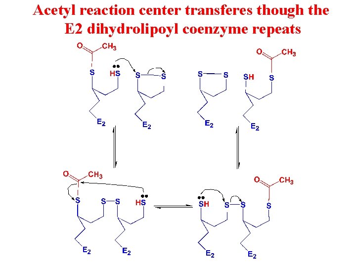 Acetyl reaction center transferes though the E 2 dihydrolipoyl coenzyme repeats 