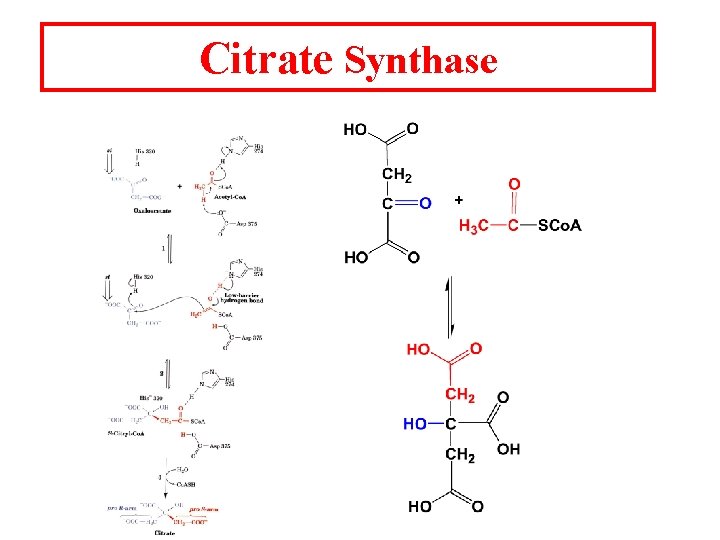 Citrate Synthase 