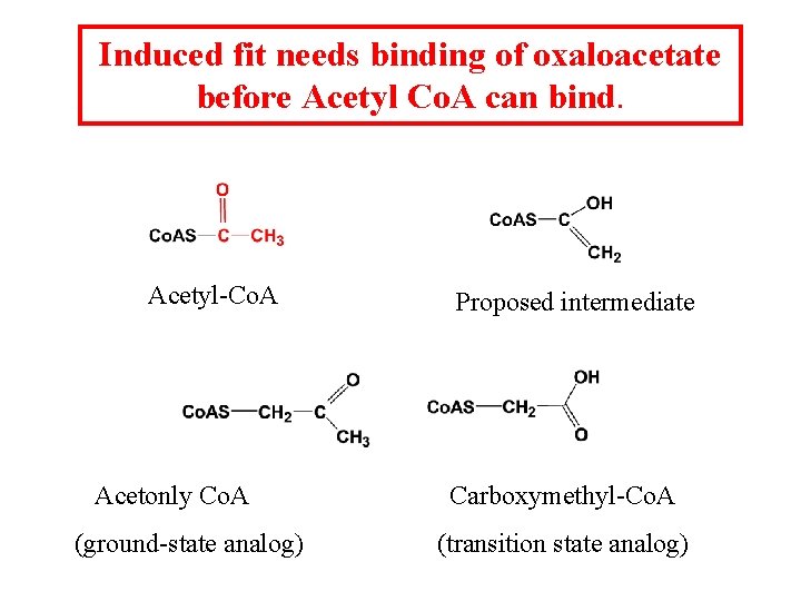Induced fit needs binding of oxaloacetate before Acetyl Co. A can bind. Acetyl-Co. A