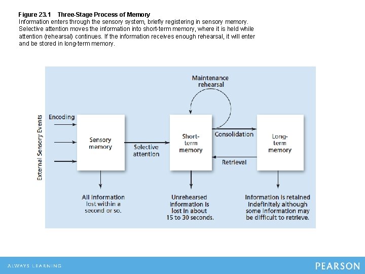 Figure 23. 1 Three-Stage Process of Memory Information enters through the sensory system, briefly Figure 23. 1 Three-Stage Process of Memory Information enters through the sensory system, briefly