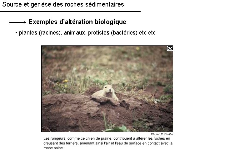 Source et genèse des roches sédimentaires Exemples d’altération biologique • plantes (racines), animaux, protistes
