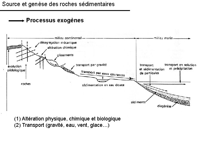 Source et genèse des roches sédimentaires Processus exogènes (1) Altération physique, chimique et biologique