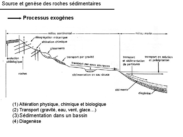 Source et genèse des roches sédimentaires Processus exogènes (1) Altération physique, chimique et biologique