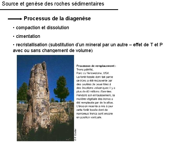 Source et genèse des roches sédimentaires Processus de la diagenèse • compaction et dissolution
