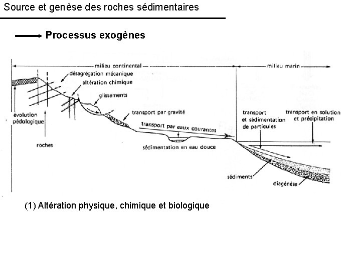 Source et genèse des roches sédimentaires Processus exogènes (1) Altération physique, chimique et biologique