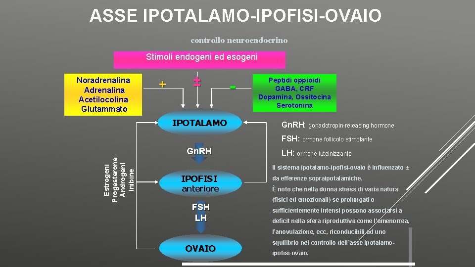 ASSE IPOTALAMO-IPOFISI-OVAIO controllo neuroendocrino Stimoli endogeni ed esogeni Noradrenalina Acetilocolina Glutammato + ± IPOTALAMO