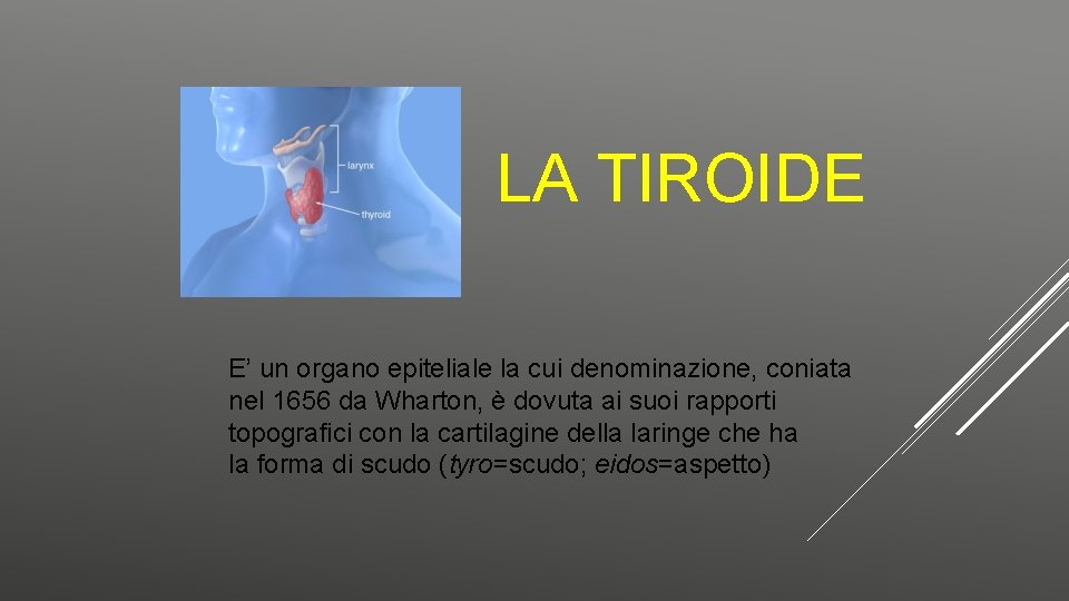 LA TIROIDE E’ un organo epiteliale la cui denominazione, coniata nel 1656 da Wharton,