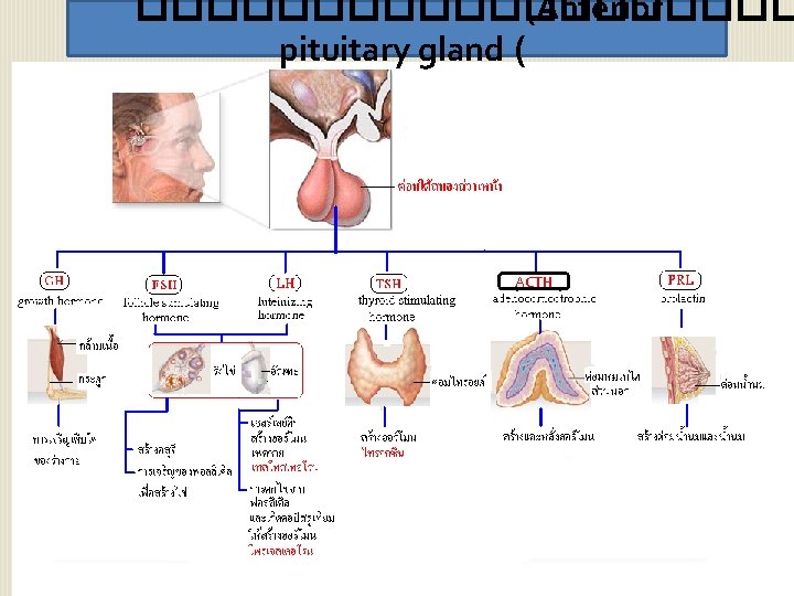 ���������� (Anterior pituitary gland ( ACTH 10 