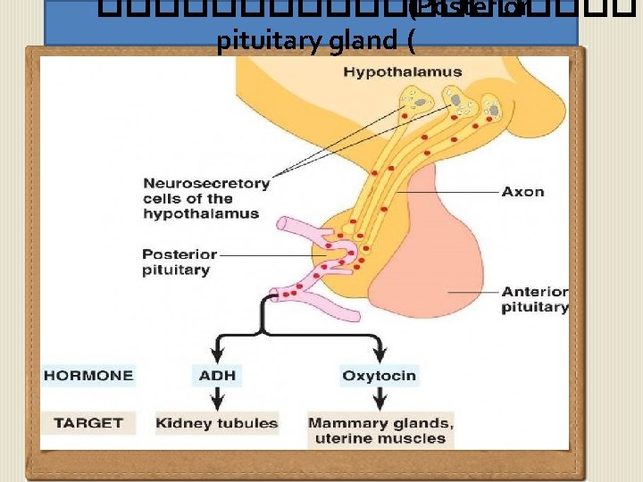 ���������� (Posterior pituitary gland ( 