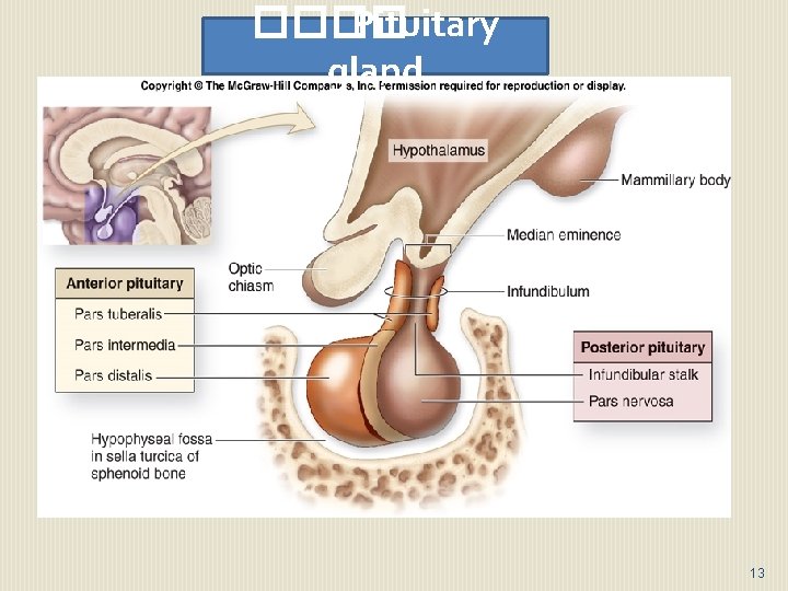 ���� Pituitary gland 13 