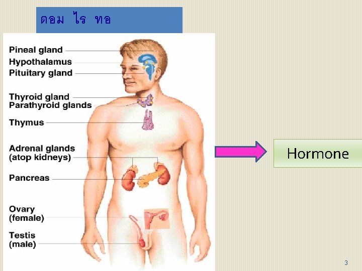 ตอม ไร ทอ (ENDOCRINE( Hormone 3 