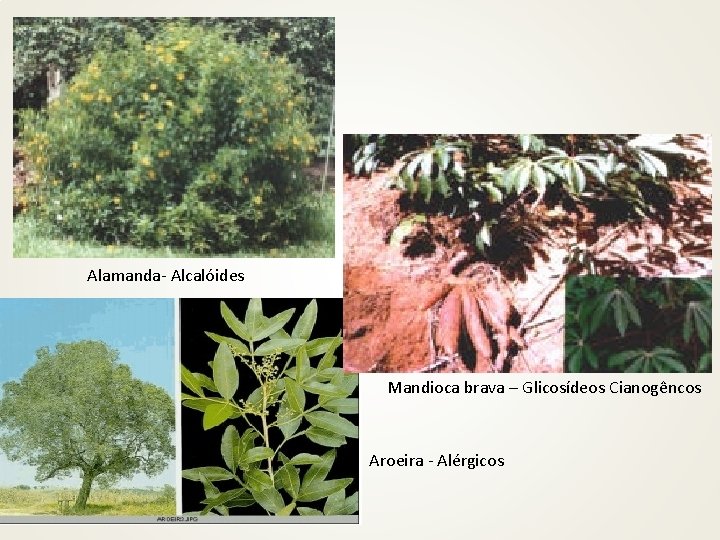 Alamanda- Alcalóides Mandioca brava – Glicosídeos Cianogêncos Aroeira - Alérgicos 
