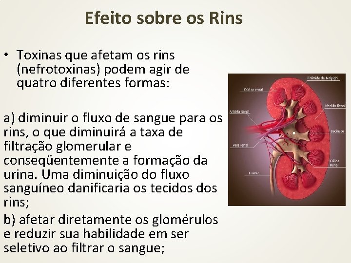 Efeito sobre os Rins • Toxinas que afetam os rins (nefrotoxinas) podem agir de