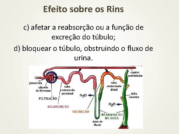 Efeito sobre os Rins c) afetar a reabsorção ou a função de excreção do