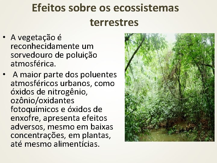 Efeitos sobre os ecossistemas terrestres • A vegetação é reconhecidamente um sorvedouro de poluição