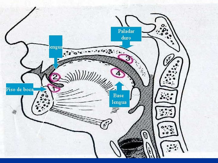 Paladar duro lengua Piso de boca Base lengua 