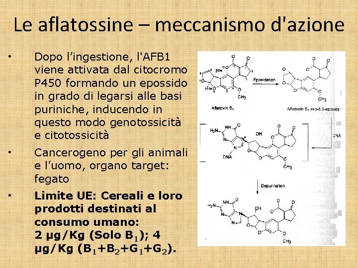 Le aflatossine – meccanismo d'azione • Dopo l’ingestione, l'AFB 1 viene attivata dal citocromo