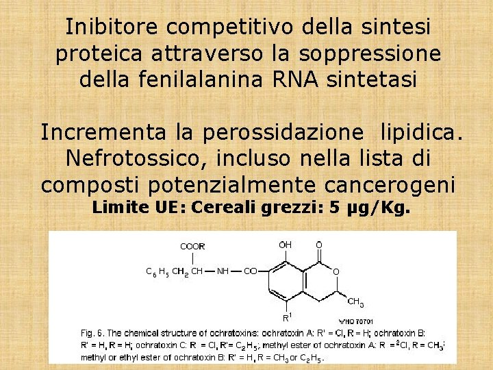 Inibitore competitivo della sintesi proteica attraverso la soppressione della fenilalanina RNA sintetasi Incrementa la
