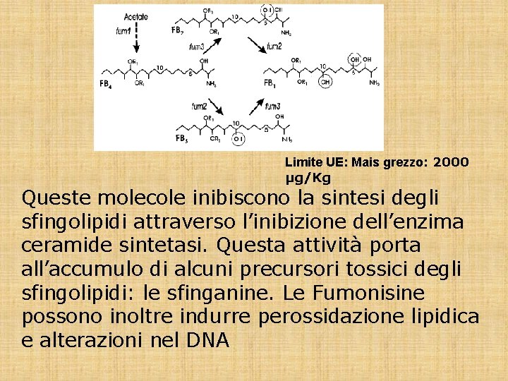 Limite UE: Mais grezzo: 2000 µg/Kg Queste molecole inibiscono la sintesi degli sfingolipidi attraverso