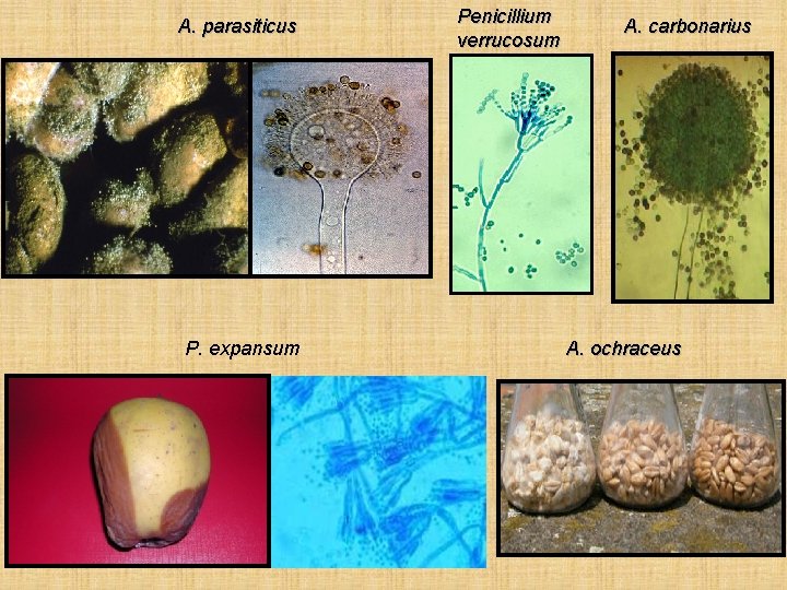 A. parasiticus P. expansum Penicillium verrucosum A. carbonarius A. ochraceus 