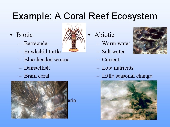 Example: A Coral Reef Ecosystem • Biotic – – – – Barracuda Hawksbill turtle