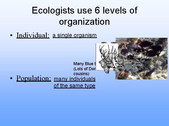 Ecologists use 6 levels of organization • Individual: • Population: a single organism Many