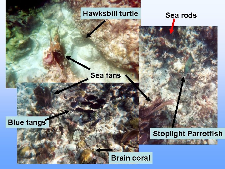 Hawksbill turtle Sea rods Sea fans Blue tangs Stoplight Parrotfish Brain coral 