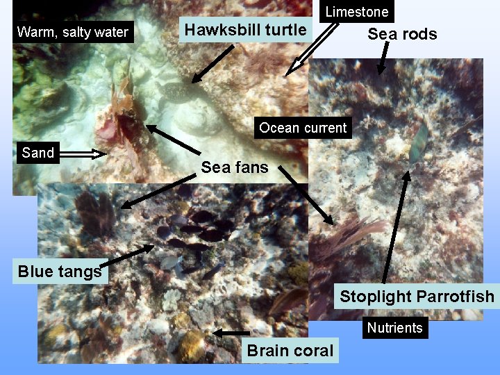 Limestone Warm, salty water Hawksbill turtle Sea rods Ocean current Sand Sea fans Blue