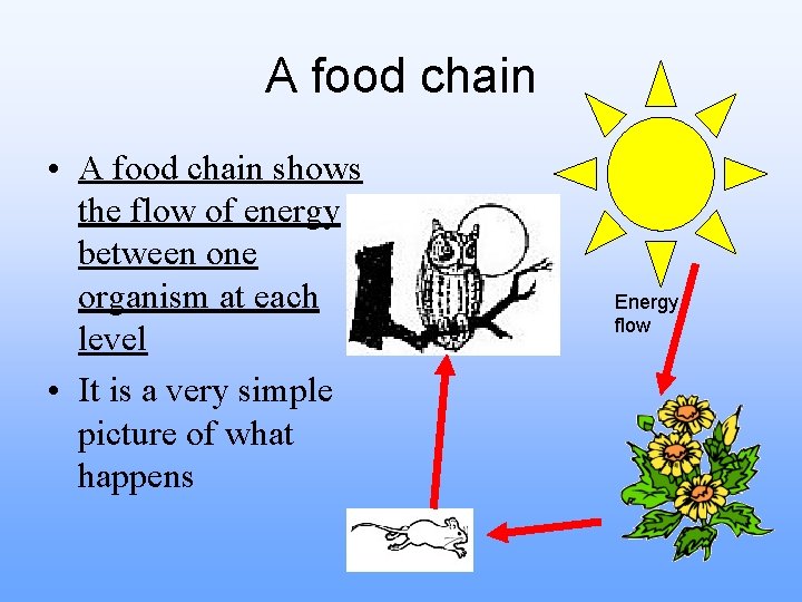 A food chain • A food chain shows the flow of energy between one